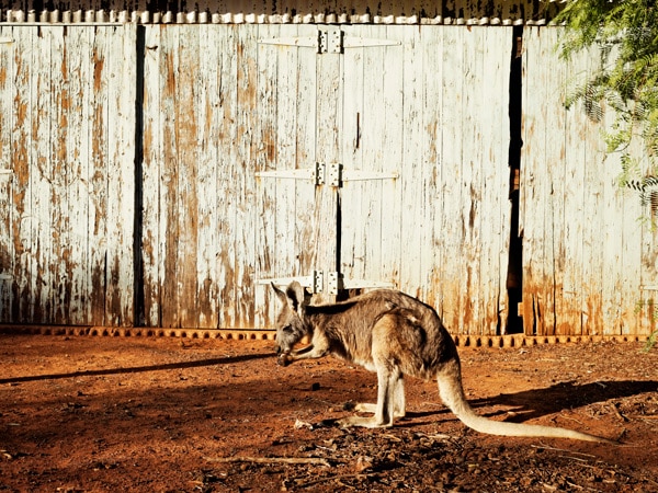 Australian wildlife at Trilby Station
