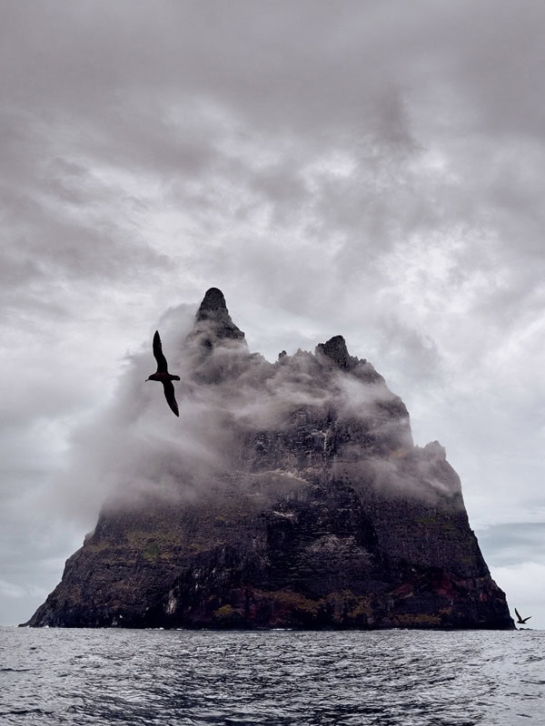 a bird flying above the Balls Pyramid on Lord Howe Island