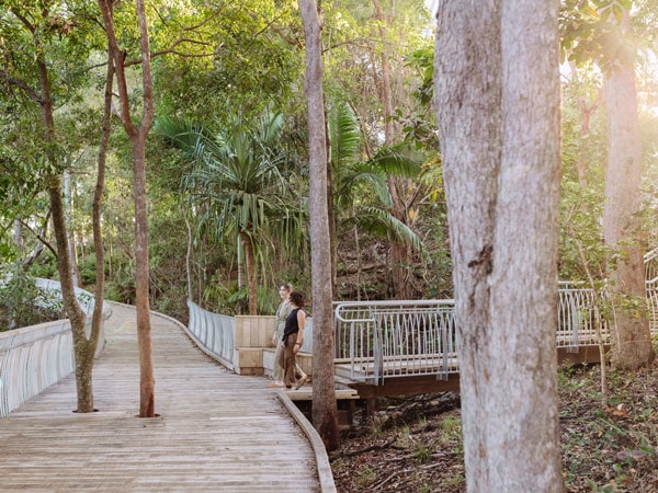 trees surrounding the Noosa Boardwalk