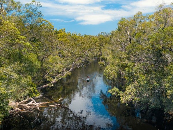 lush greenery surrounding the Noosa Everglades