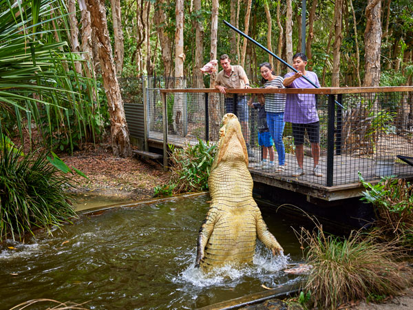 a huge saltwater getting fed in the Daintree, Hartley’s Wildlife Adventures, Port Douglas tours