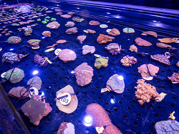 The world's first coral biobank