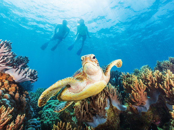 a sea turtle swimming at Michaelmas Cay