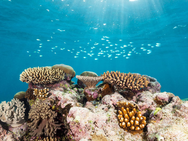 vibrant and abundant coral reefs in Port Douglas