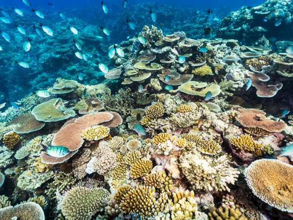 abundant fish and coral reefs at Reef Magic Pontoon, Great Barrier Reef