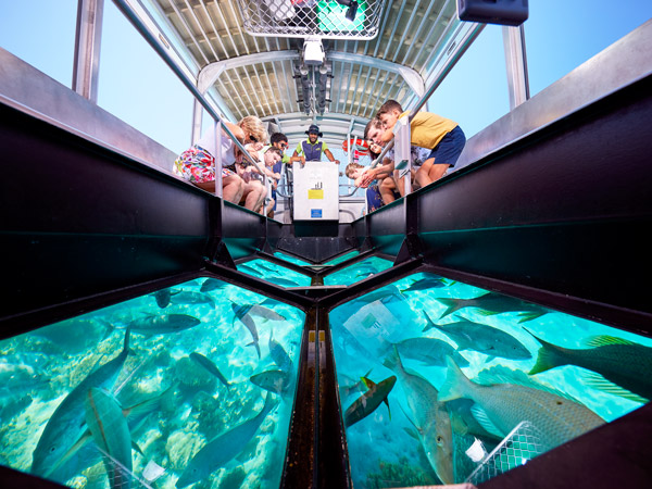 guests admiring marine life from a glass-bottom boat, Big Cat Green Island Reef Tours’ Full-Day tour