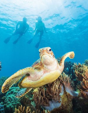a sea turtle swimming at Michaelmas Cay