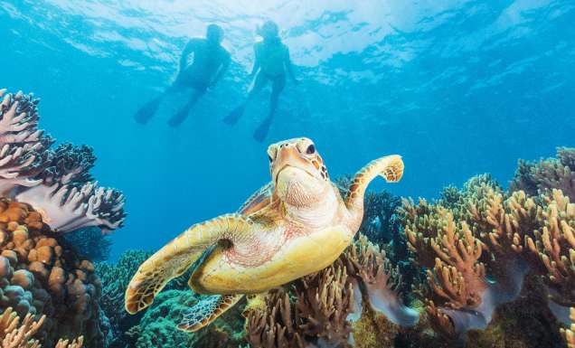 a sea turtle swimming at Michaelmas Cay
