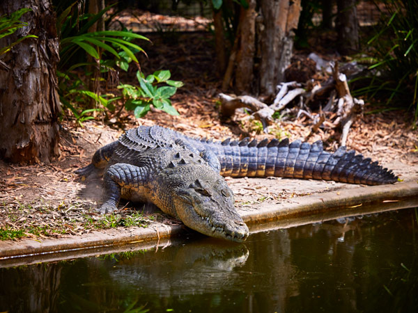 an estuarine crocodile at Hartley’s Lagoon, Port Douglas