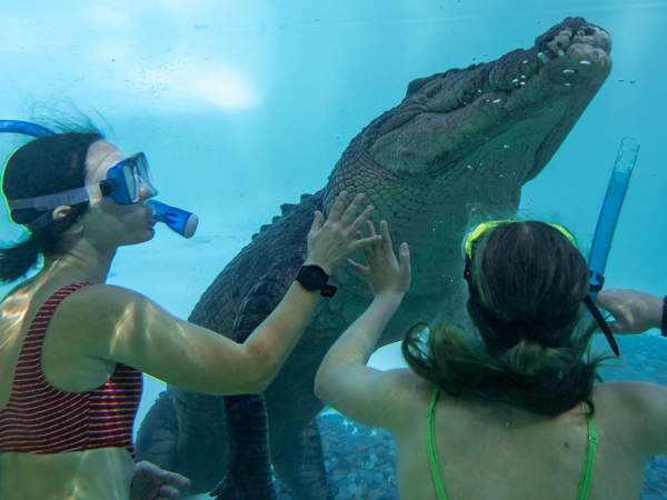 swimming with a croc at Wildlife Habitat Port Douglas