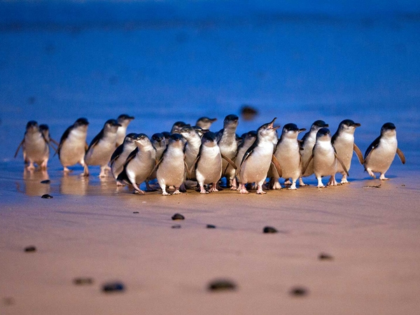 Penguins assemble at The Penguin Parade