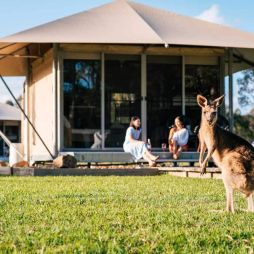 a kangaroo at Habitat Noosa Everglades Ecocamp