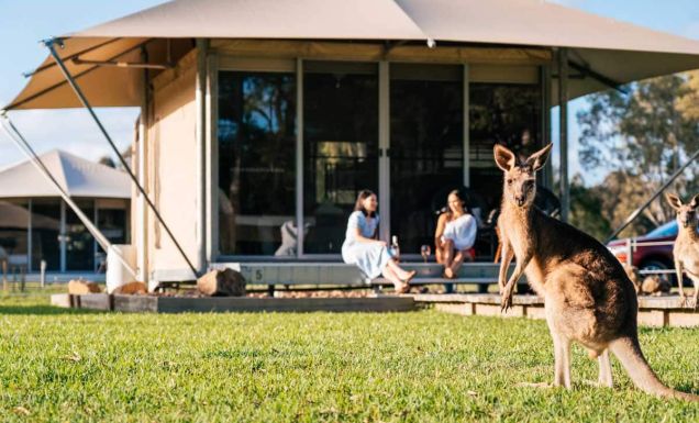 a kangaroo at Habitat Noosa Everglades Ecocamp