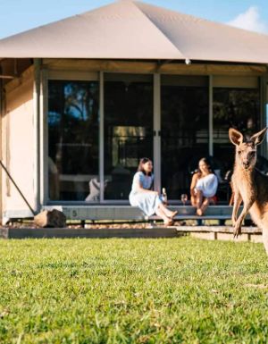 a kangaroo at Habitat Noosa Everglades Ecocamp