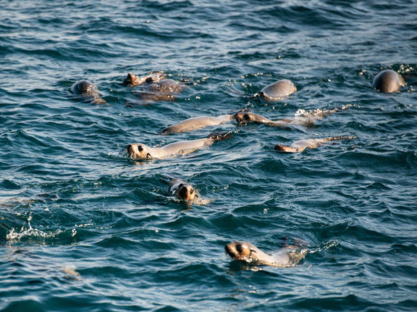 seals swimming in the sea, Phillip Island