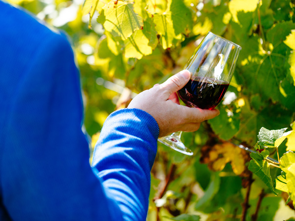 a hand holding a glass of wine at Purple Hen vineyard, Phillip Island