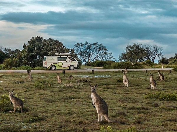 Kangaroos surround a Jucy Van