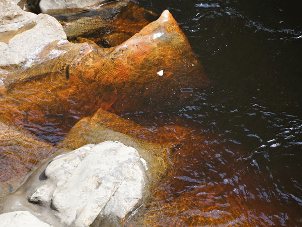 An up close look at the tannin-stained water of the Franklin River as it flows over rocks