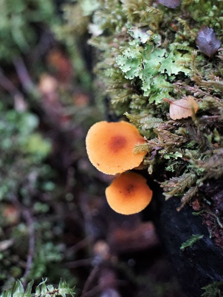 Close-up of wild orange mushrooms