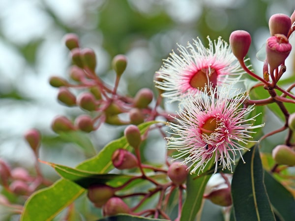 Pink and white blossoms and buds of the Australian native Corymbia Fairy Floss