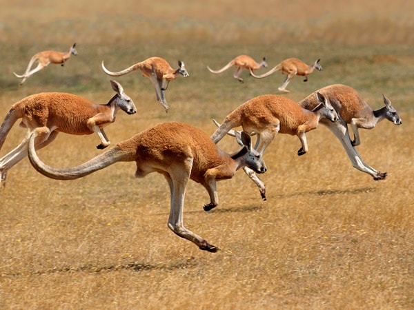 Red Kangaroo, macropus rufus, Australia, Group running