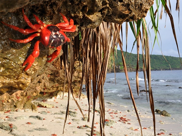Christmas Island crabs at Ethel Beach