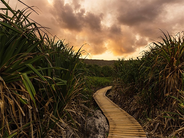 Margarets Walk Boardwalk.