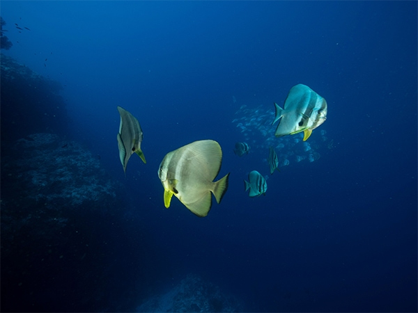 Swim alongside tropical fish.