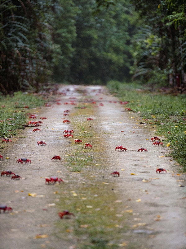 Christmas Island crabs