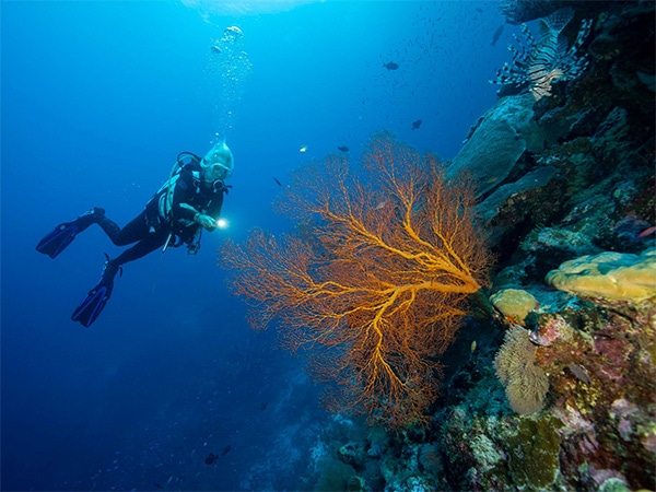West White snorkelling