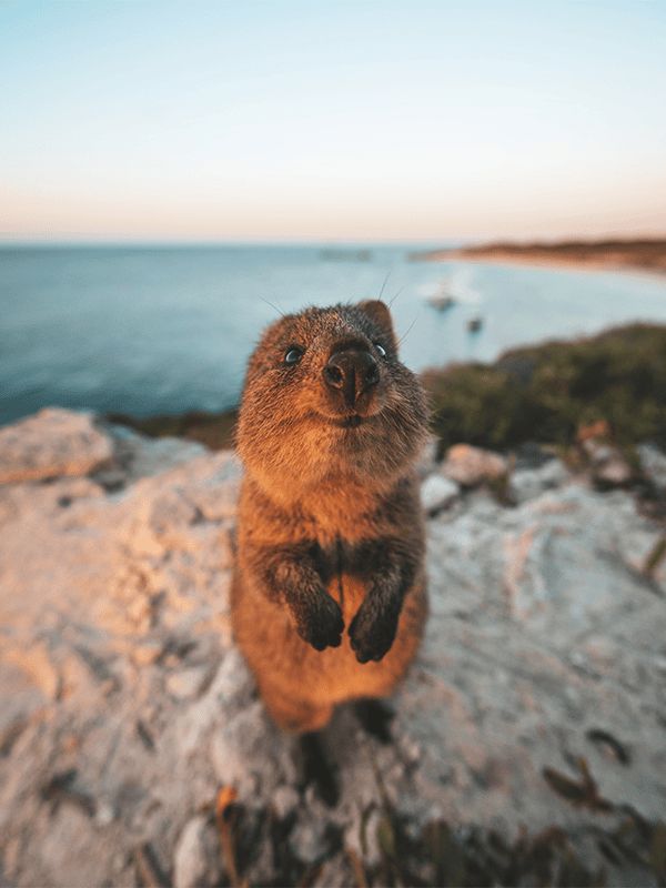 Quokka on Rottnest Island
