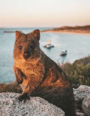 Things to do Rottnest Island