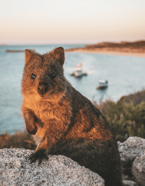Things to do Rottnest Island