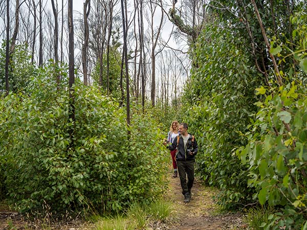 Fire Recovery Experience Kangaroo Island