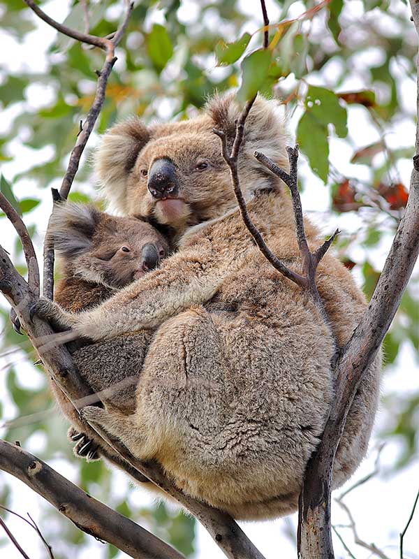 Koalas kangaroo island