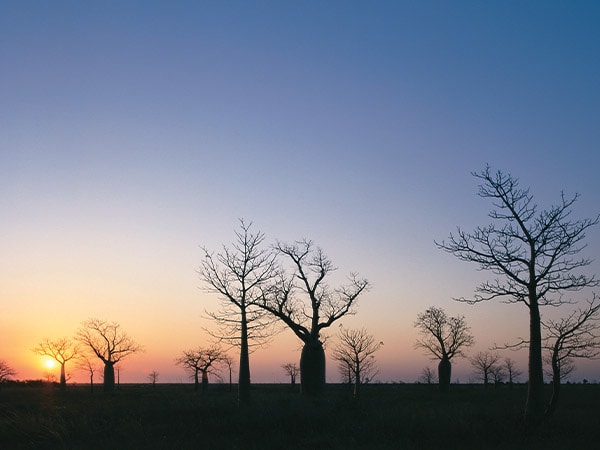 Boab Trees during sunset