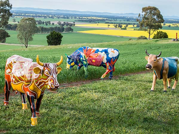 Greater Shepparton’s Moooving Art cows 