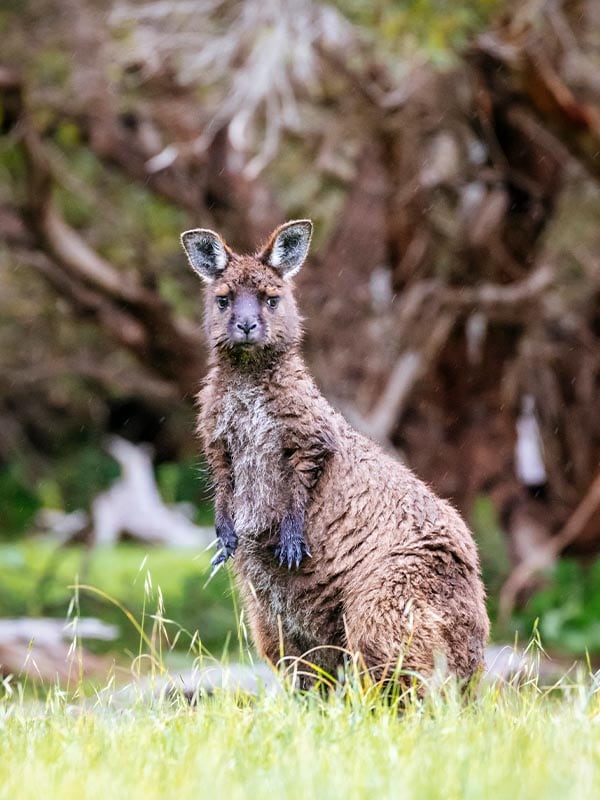 Kangaroos on Kangaroo Island