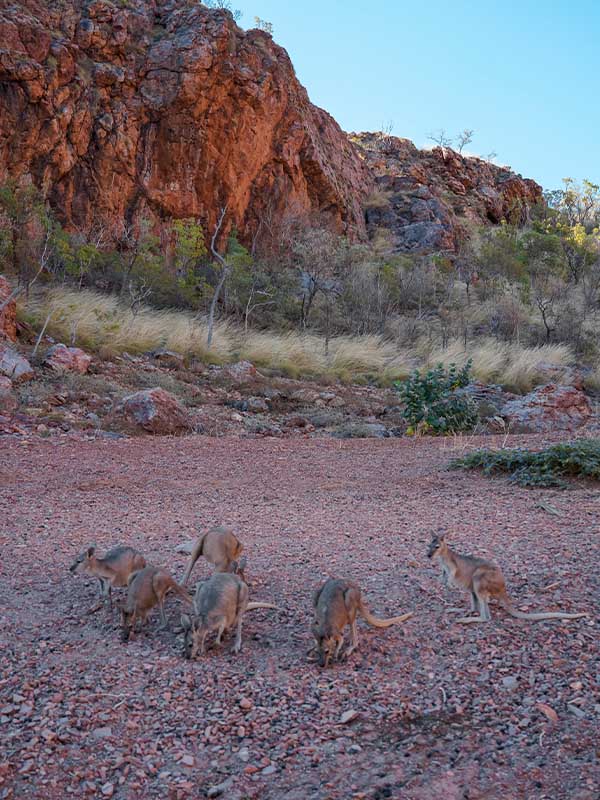 local wildlife at Lake Argyle