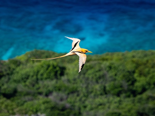 Golden Bosun, Bird watching, Christmas Island, Australia