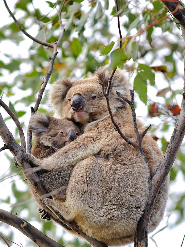 Two koalas cuddling in a tree on Kangaroo Island.
