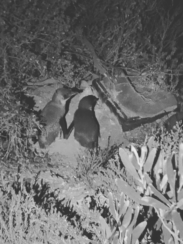 Two penguins holding hands at Penneshaw Penguin Centre.
