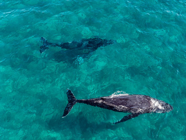 humpback whales swimming in Hervey Bay