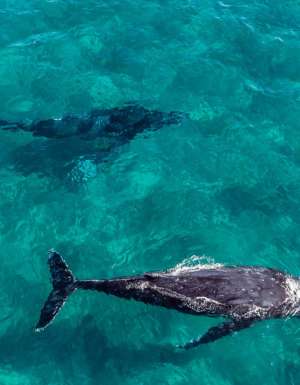 humpback whales swimming in Hervey Bay