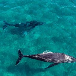 humpback whales swimming in Hervey Bay