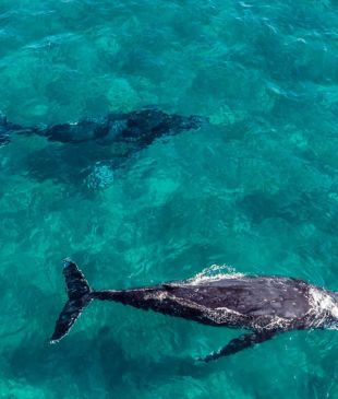 <p><i>11 of the best sun-drenched things to do</i> in <strong>Hervey Bay</strong></p>
