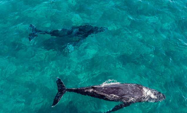 humpback whales swimming in Hervey Bay