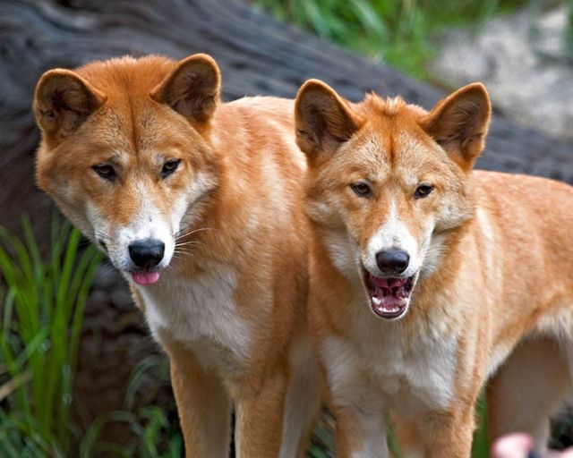 Two dingos