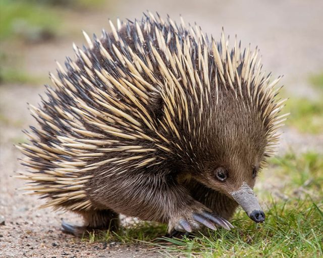 Echidna