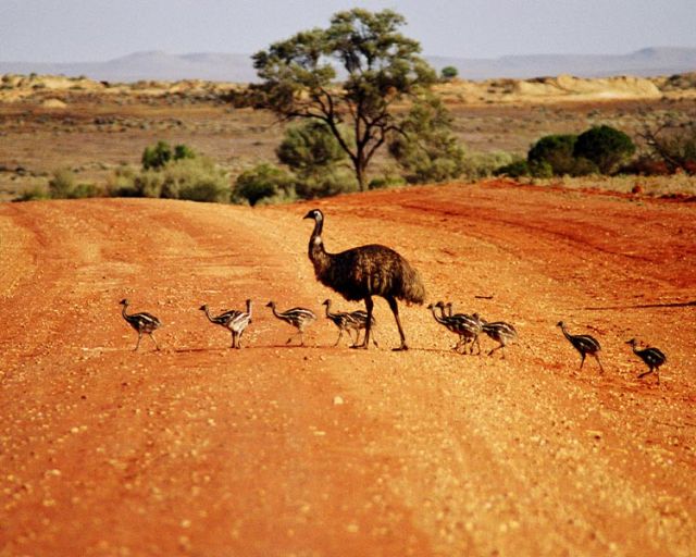 Emus crossing the road